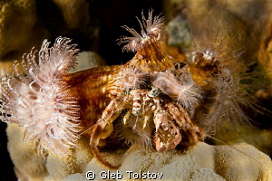Anemon carrying crab by Gleb Tolstov 